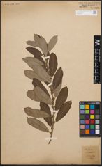 Foto von Salix cinerea L.